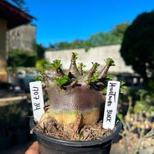 1707 34 Arabicum minotauro Black f3