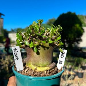 1707 33 Arabicum Volcano F3