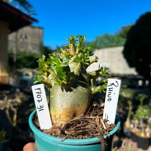 1707 31 Arabicum Rhino F3