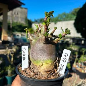 1707 28 Arabicum Torpedo F3