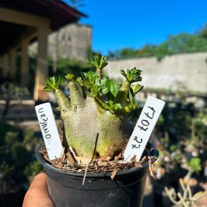 1707 27 Arabicum Urbano F3