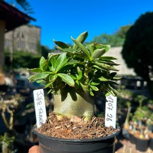 1707 26 Arabicum Jupiter Tigrada F3