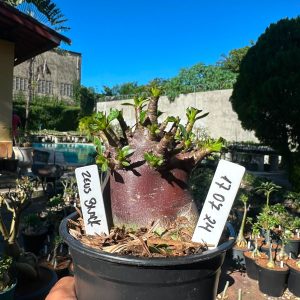 1707 24 Arabicum Zeus Black F3