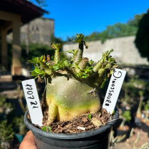 1707 21 Arabicum Red Dinosaur F3