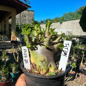 1707 20 Arabicum Fat boy F3