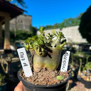 1707 19 Arabicum Poseidon F3