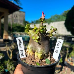 1707 18 Arabicum Otimus prime F3