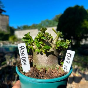 1707 15 Arabicum Poseidon F3