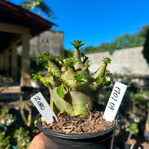 1707 09 Arabicum Ziro F3