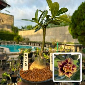 1707 120 Rosa do Deserto Curcuma