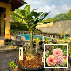 1707 102 Rosa do Deserto Pêssego