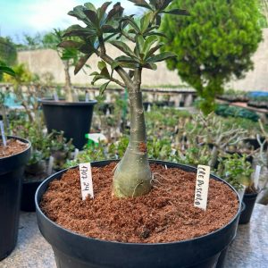 1707 24 Big Caudex Crepúsculo ( Leilão )