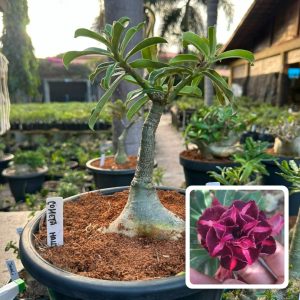 1707 21 Big Caudex Cometa Harlley ( Leilão )