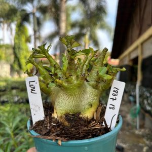 1807 18 Arabicum Low F3