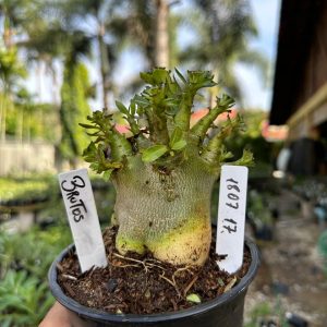 1807 17 Arabicum Brutos F3