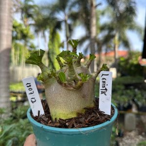 1807 12 Arabicum Leviatã F3