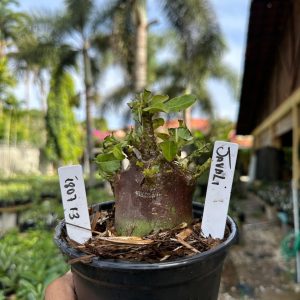 1807 13 Arabicum Javali F3