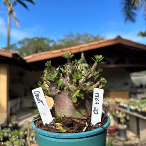 1807 22 Arabicum Groot F3