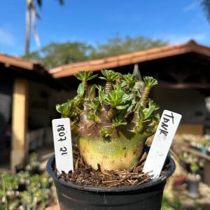 1807 21 Arabicum Tank F3