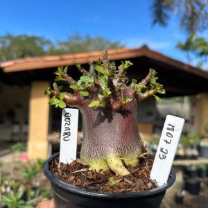 1807 23 Arabicum oozaru