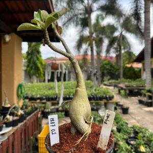 1807 02 Big Caudex Samba