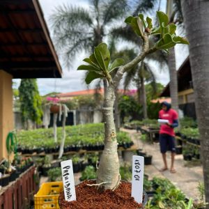1807 01 Big Caudex Paraibana ( Leilão )