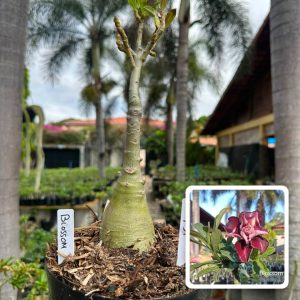 1807 51 Big Caudex Blossom