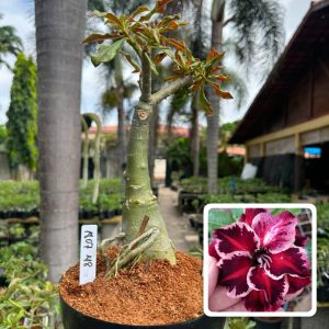 1807 48 Big Caudex Nolan
