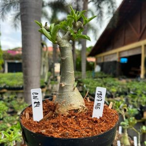 1807 46 Big Caudex CN 24