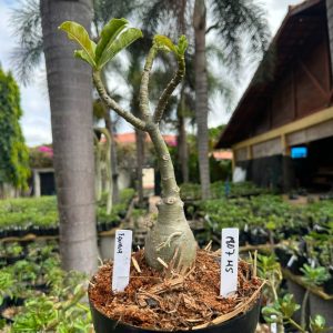1807 45 Big Caudex Fanhua