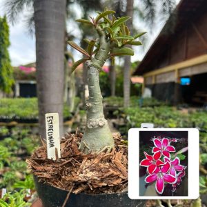 1807 41 Big Caudex Estrelinha