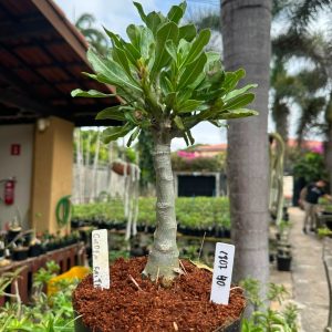 1807 40 Big Caudex Golden Faith