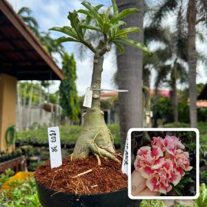 1807 38 Big Caudex Chapadense