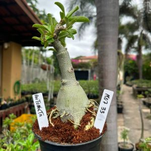 1807 33 Big Caudex Antonieta