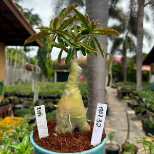 1807 32 Big Caudex Ziyi