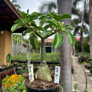 1807 31 Big Caudex Branca Tripla