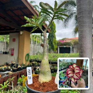 1807 28 Big Caudex Oguer