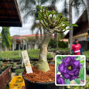 1807 14 Big Caudex Purple Blue