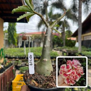 1807 09 Big Caudex Chapadense
