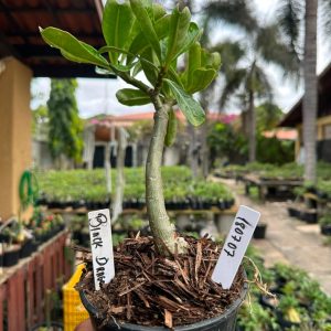 1807 07 Big Caudex Black Delta