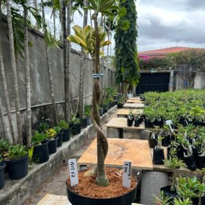 1807 02 Rosa do Deserto Anaconda + P200 (Leilão)