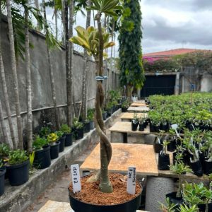 1807 02 Rosa do Deserto Anaconda + P200 (Leilão)