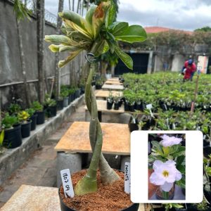 1807 04 Rosa do Deserto Amor de Mãe + Ancheite (Leilão)