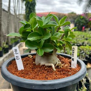 1807 02 Arabicum Torpedo - Adulta