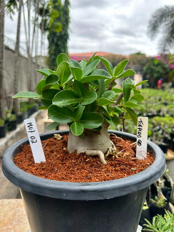 Arabicum Torpedo - Adulta