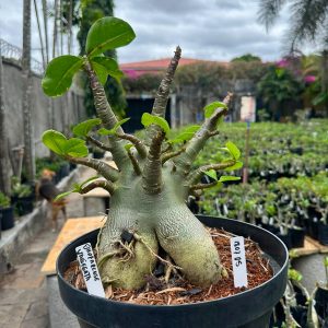 1807 05 Arabicum Dhofarense Variegata - Adulta