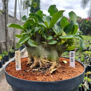 1807 03 Arabicum Abomination - Adulta