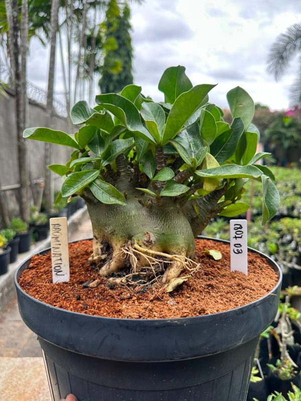 Arabicum Abomination - Adulta