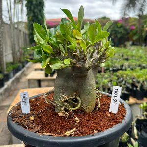 1807 04 Arabicum Holk - Adulta