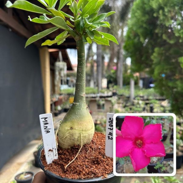 Rosa do Deserto Mana
